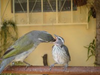 /album/criadouro-estrutura-e-passaros/imagem-114-jpg3/